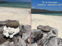 menjangan